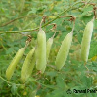 Crotalaria laburnifolia L.